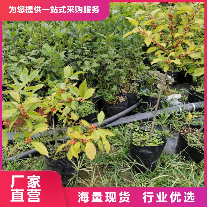 北美冬青石榴树用好材做好产品讲信誉保质量