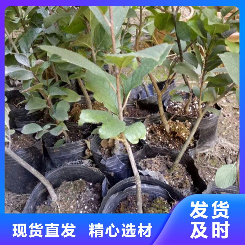 北美冬青苹果苗定制速度快工期短本地制造商