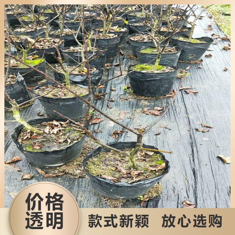 北美冬青-板栗苗推荐商家多年行业经验