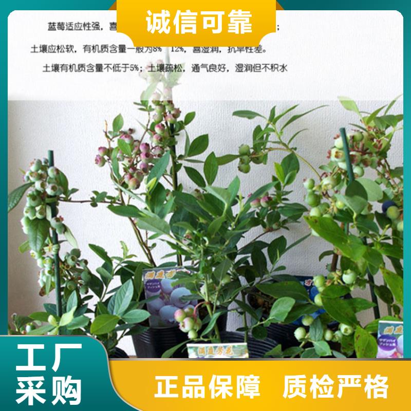 【蓝莓苗苹果苗品质无所畏惧】工艺成熟