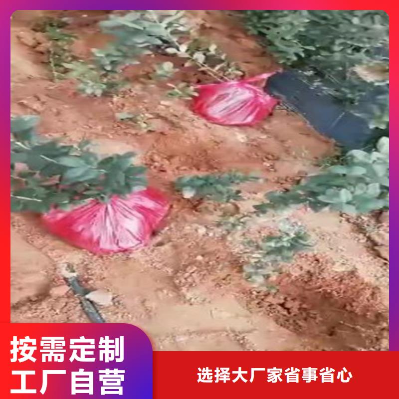 【蓝莓苗】苹果苗现货销售多种优势放心选择