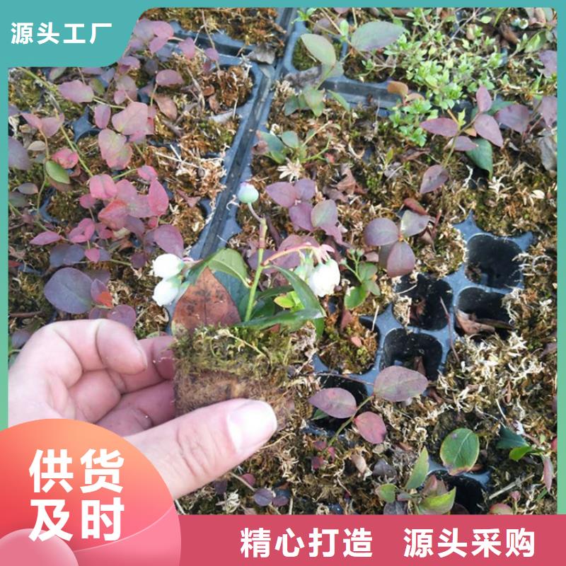 蓝莓苗【梨树苗】大量现货供应当地品牌