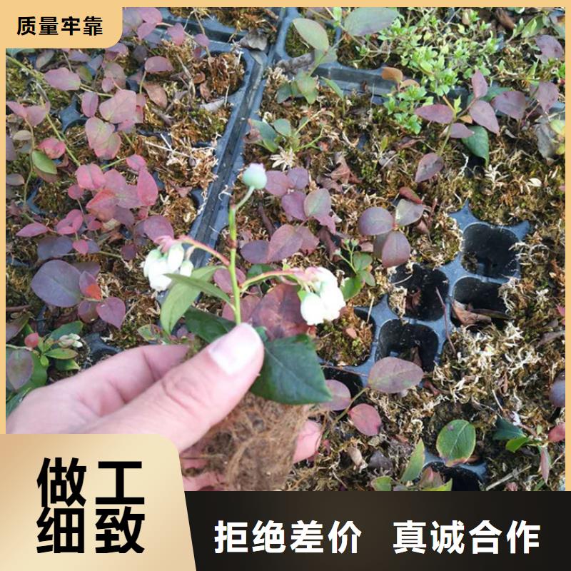 蓝莓苗奶油草莓用心做产品当地品牌