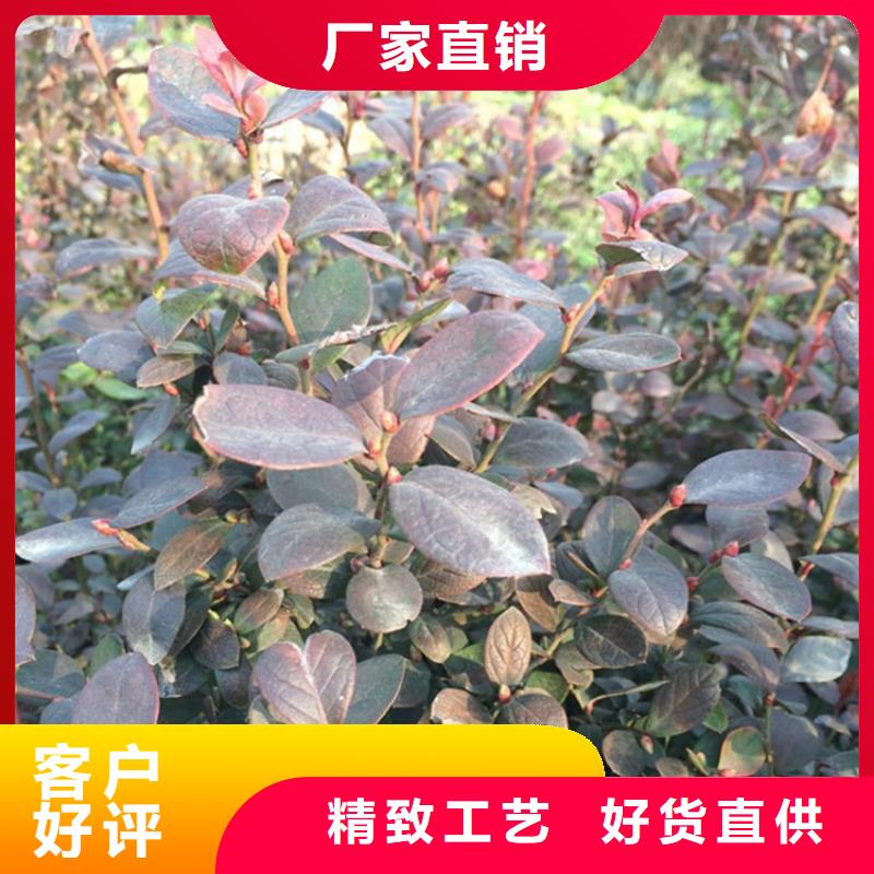 【蓝莓苗-梨树苗源头工厂】厂家实力大