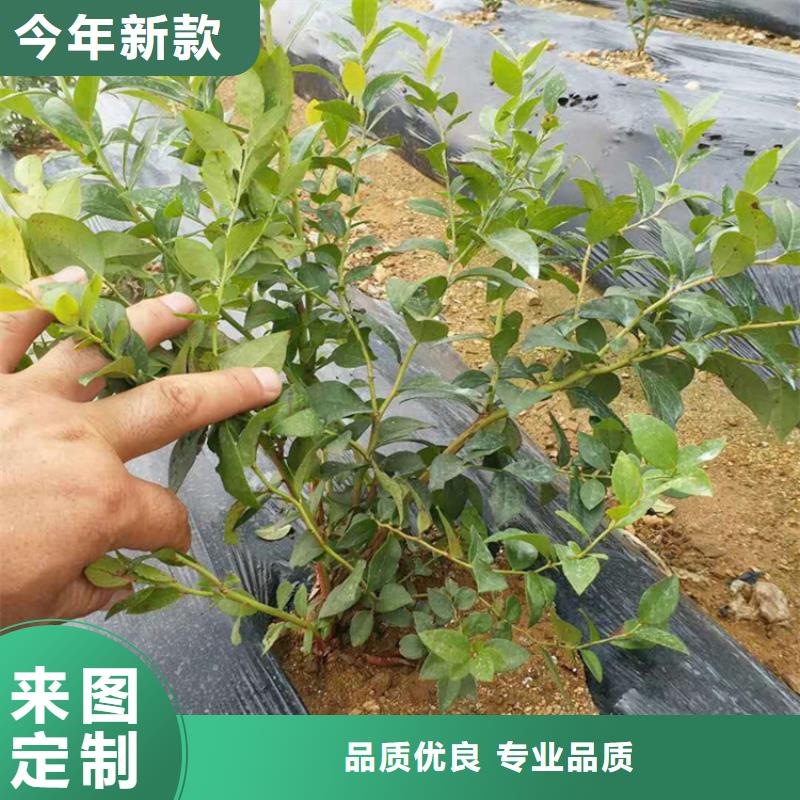 蓝莓苗玛瑙红石榴苗货源足质量好自有生产工厂