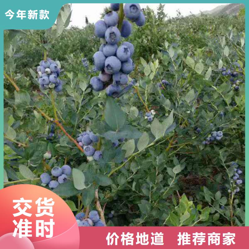 蓝莓苗【石榴树】厂家直销售后完善满足客户所需