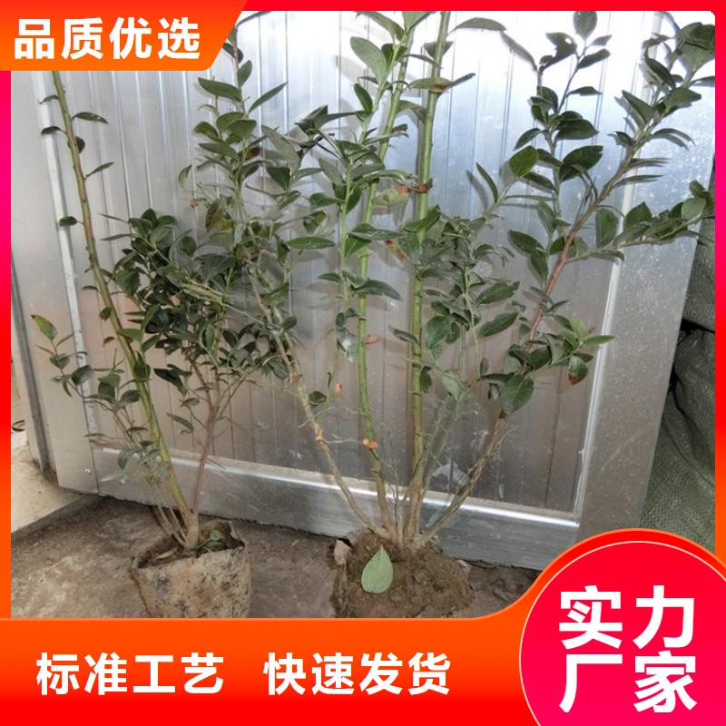 【蓝莓苗苹果苗出货快】质量牢靠