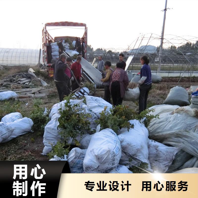 蓝莓苗红颜草莓正品保障同城生产厂家