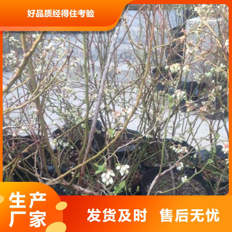 【蓝莓苗】苹果苗使用方法当地服务商