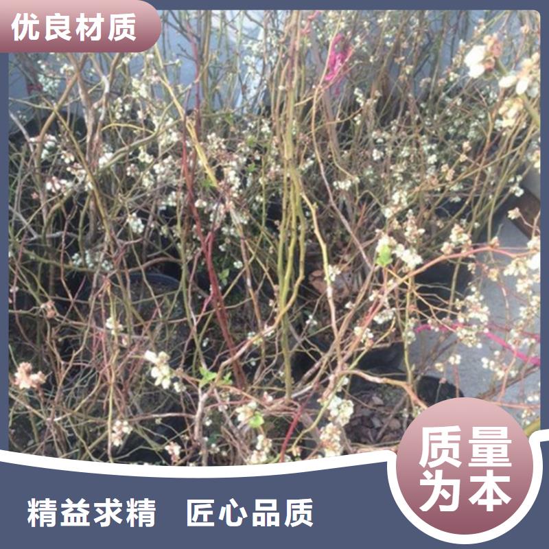 蓝莓苗花椒苗做工精细极速发货