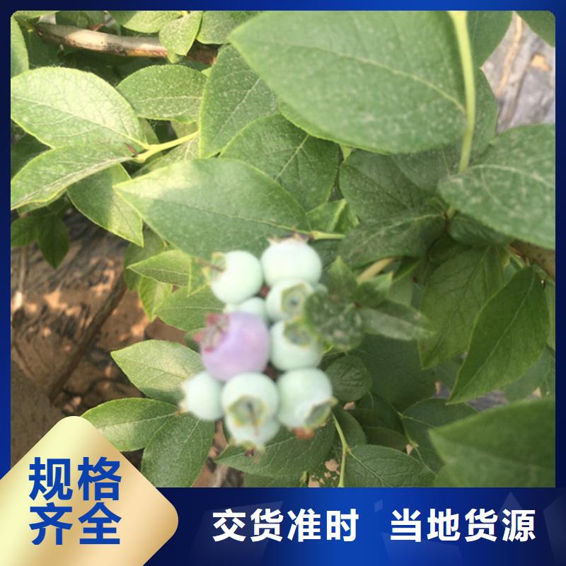 蓝莓苗樱桃苗认准大品牌厂家源头厂家量大价优