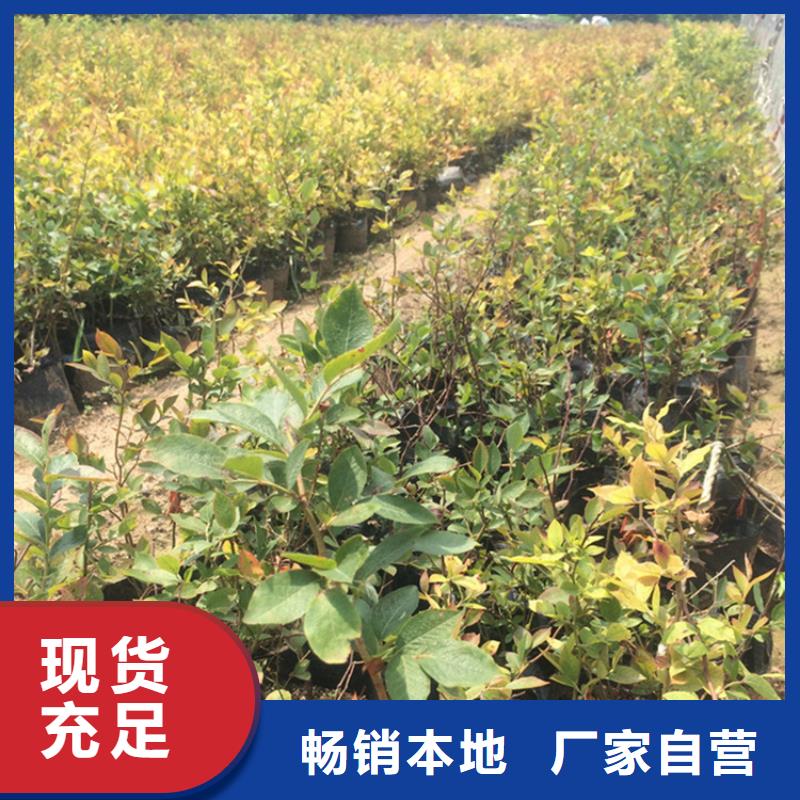 蓝莓苗_【桃树苗】用心提升细节现货销售