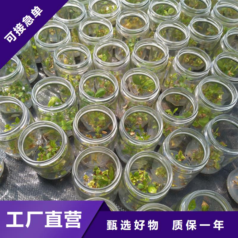 【蓝莓苗北美冬青供您所需】诚信经营现货现发