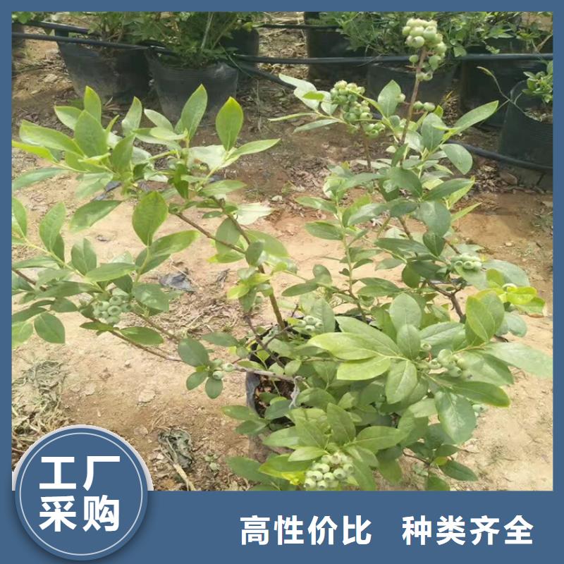 蓝莓苗【红石榴苗基地】精工细致打造质量三包