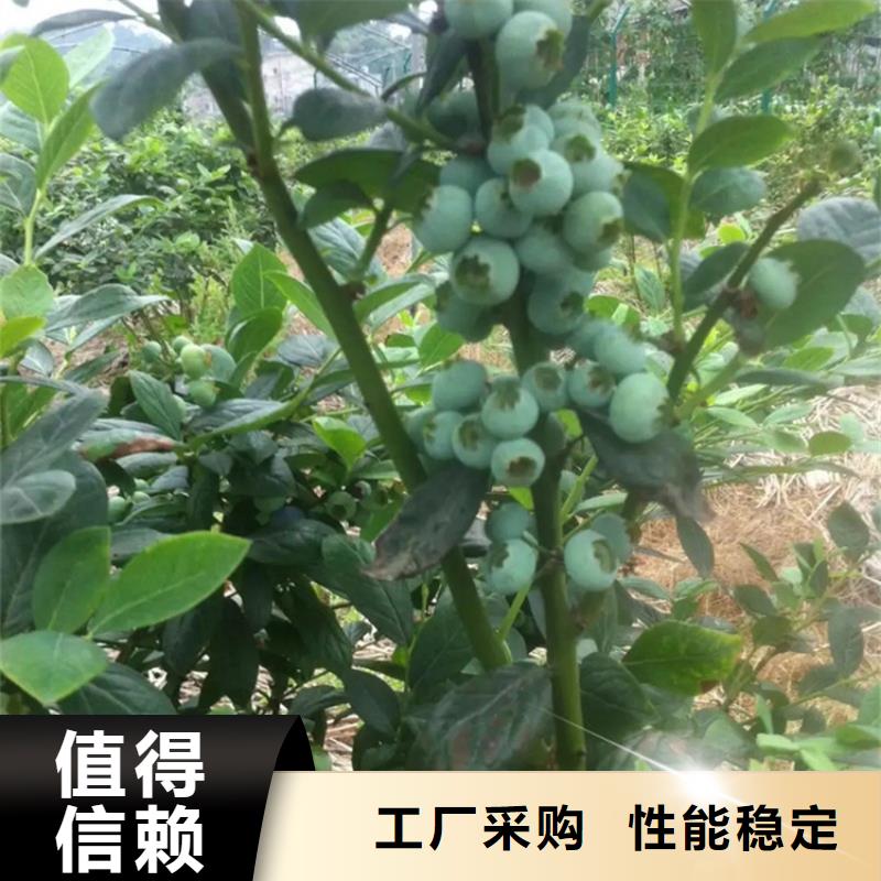 蓝莓苗无花果苗物流配送一站式采购商