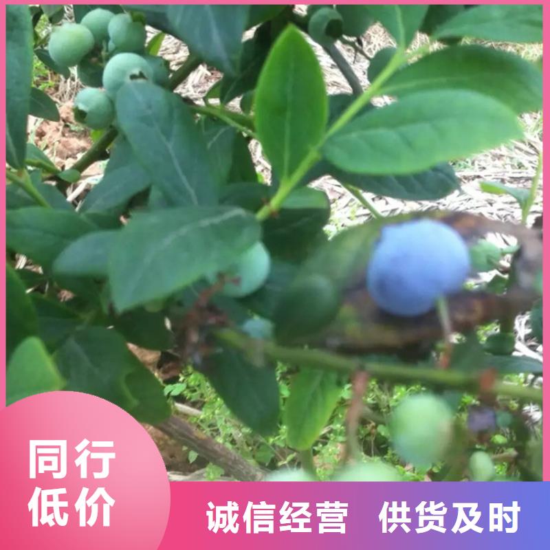 【蓝莓苗】樱桃苗快速生产把实惠留给您