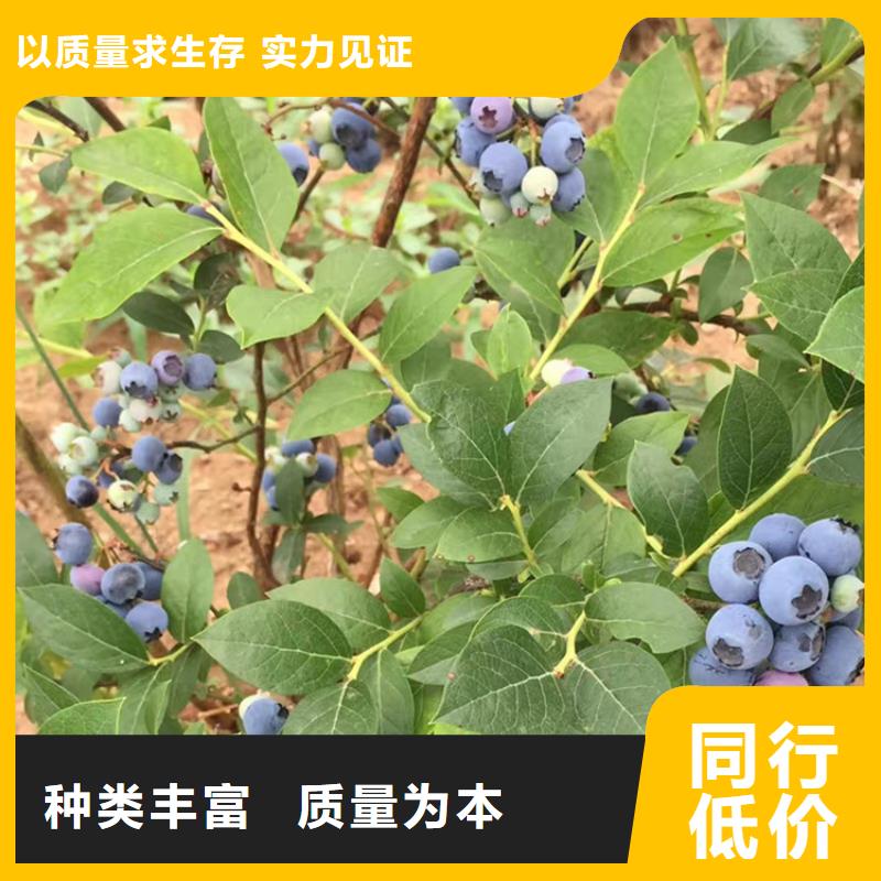 蓝莓苗,苹果苗厂家工艺先进质量好