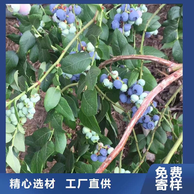 蓝莓苗北美冬青交货准时厂家直销值得选择