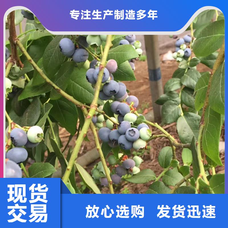 蓝莓苗3公分石榴苗精挑细选好货工厂直销