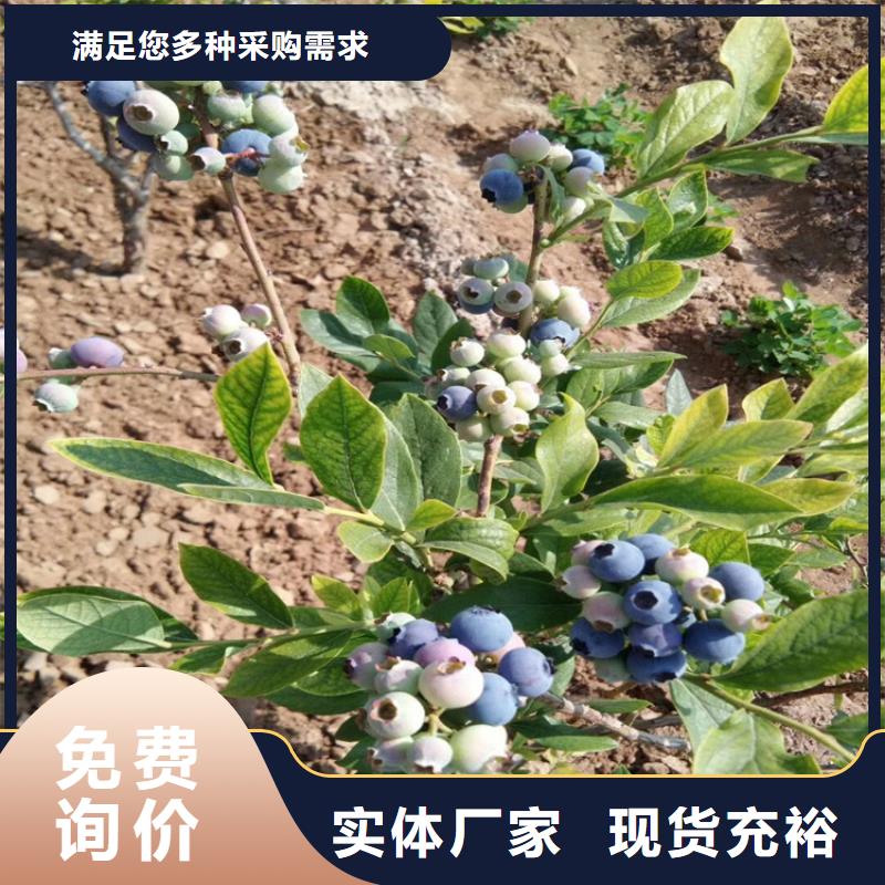 蓝莓苗西瓜苗细节决定品质省心又省钱