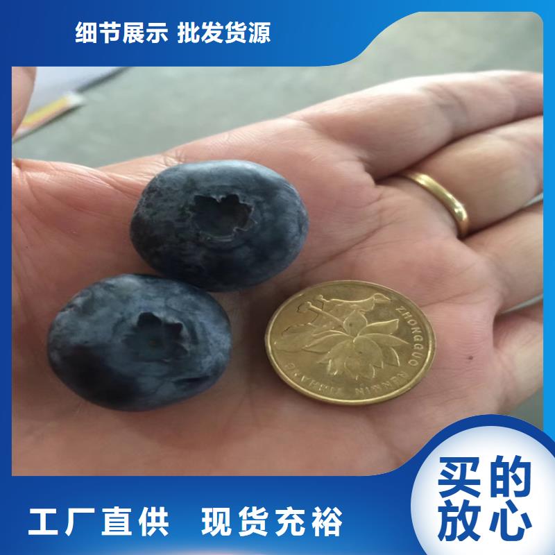 【蓝莓苗梨树苗量大更优惠】用心做好每一件产品