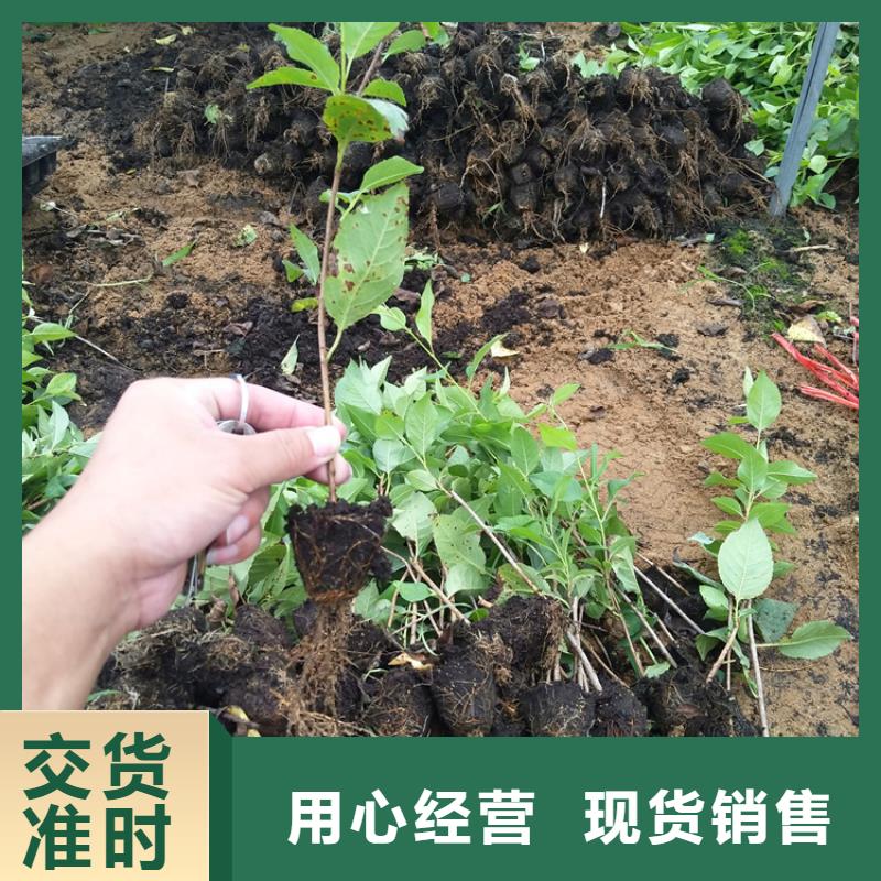 樱桃【桃树苗】安装简单精心推荐