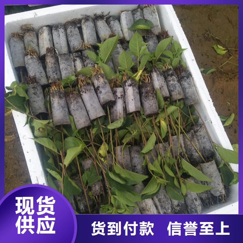 【樱桃】苹果苗工厂直营放心选购