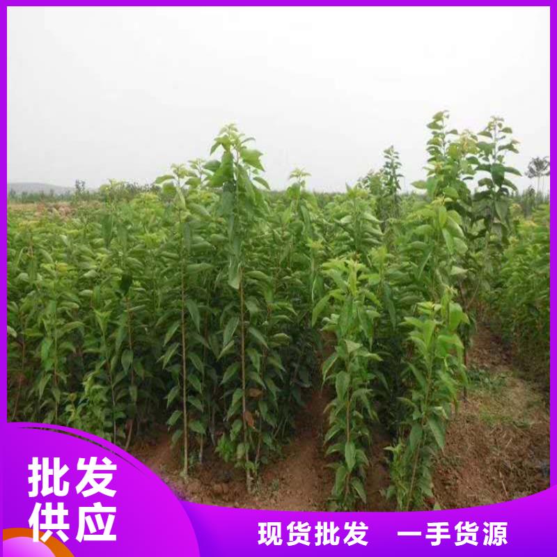 樱桃杏树苗用心做品质海量库存