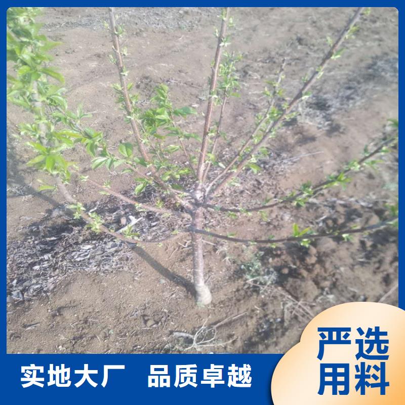 樱桃苹果苗货源直供信誉有保证