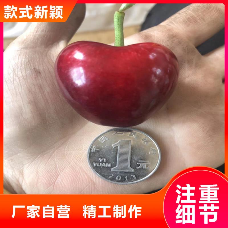 【樱桃北美冬青多行业适用】同城生产商