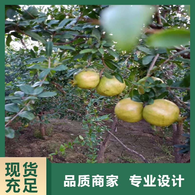 石榴_【苹果苗】按需设计支持加工定制