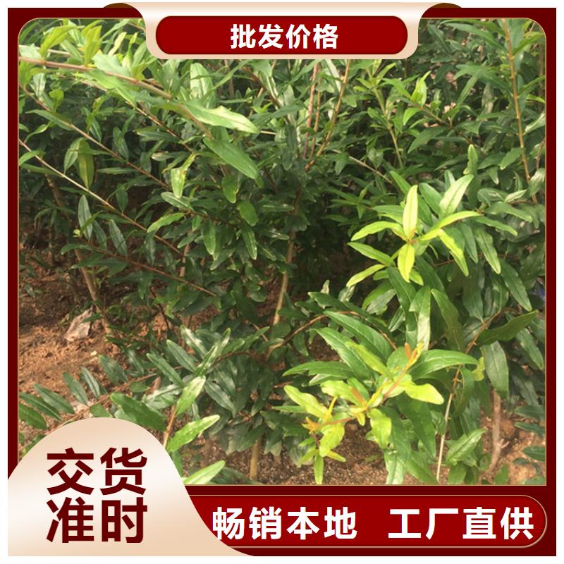 石榴苹果苗质量好当地生产厂家