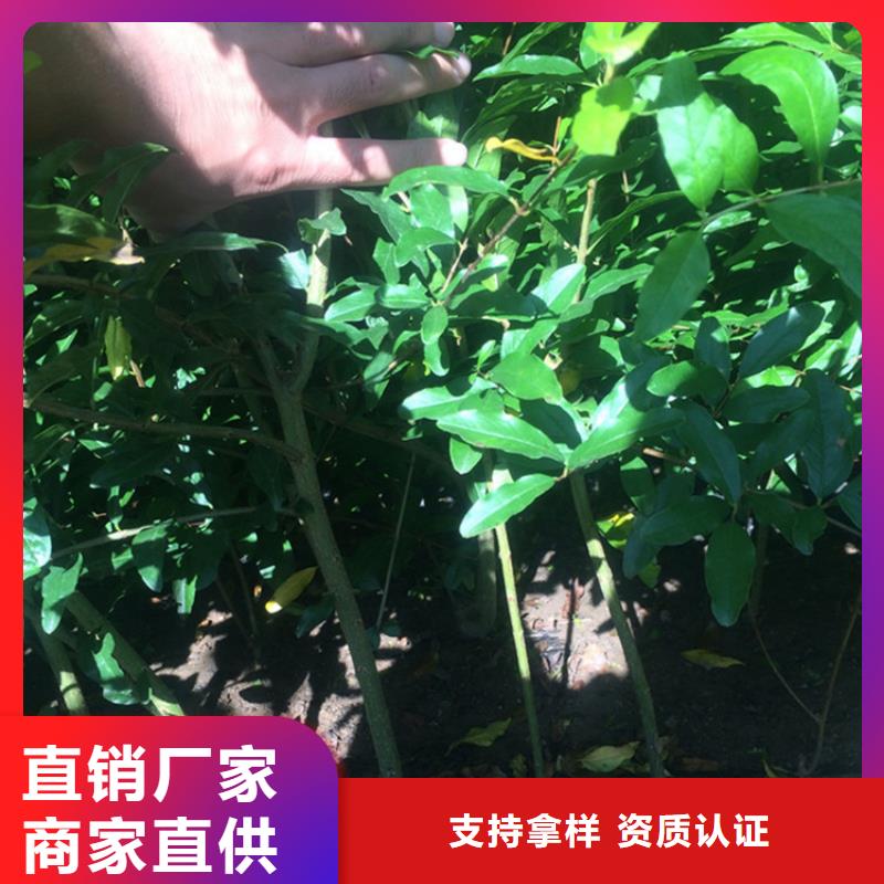 石榴桃树苗好产品价格低多家仓库发货