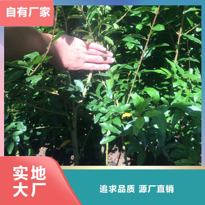 石榴草莓苗厂家现货供应规格齐全