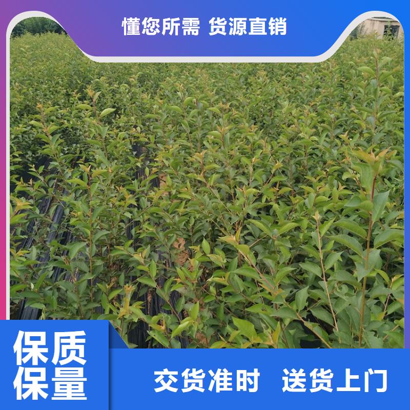 石榴苹果苗支持定制加工精工制作