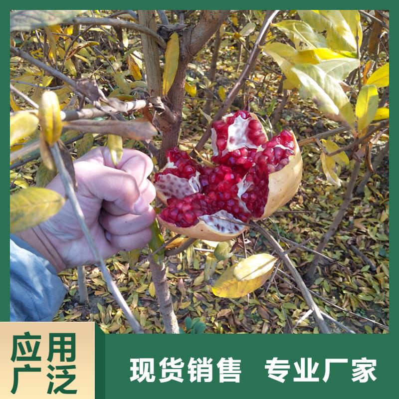 石榴苹果苗免费回电现货充足量大优惠