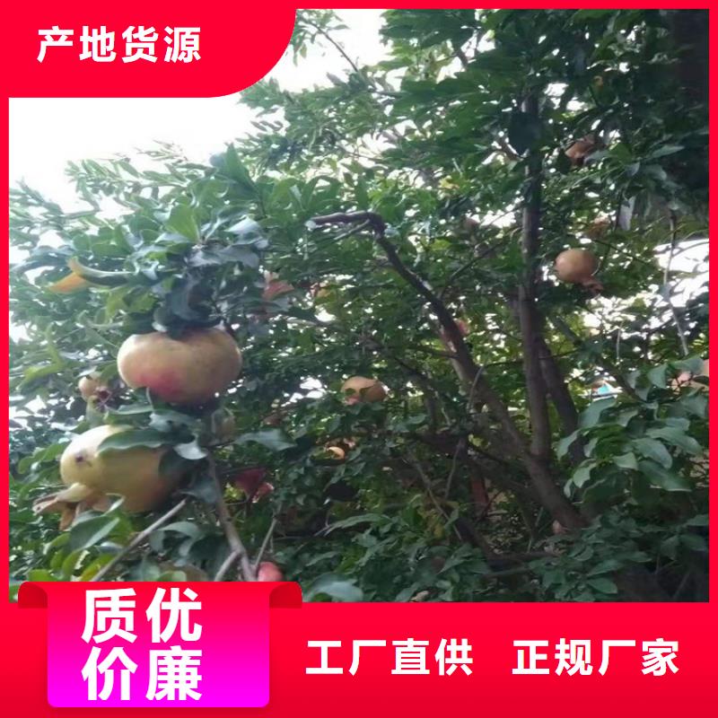 石榴蓝莓苗工艺层层把关本地公司