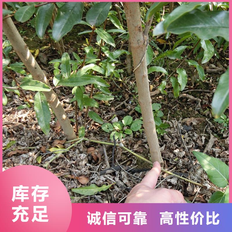 石榴蓝莓苗厂家大量现货本地供应商