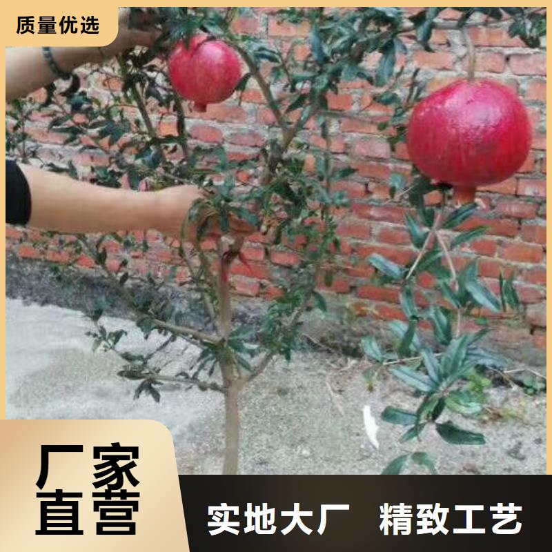 石榴苹果苗产地货源商家直供