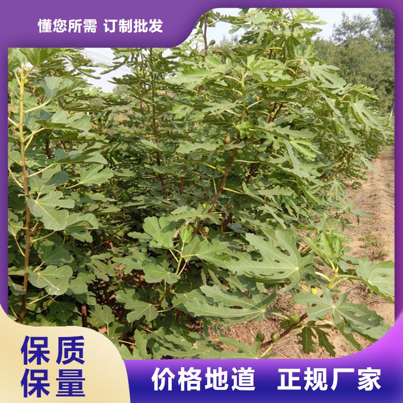 无花果无花果苗层层质检根据要求定制