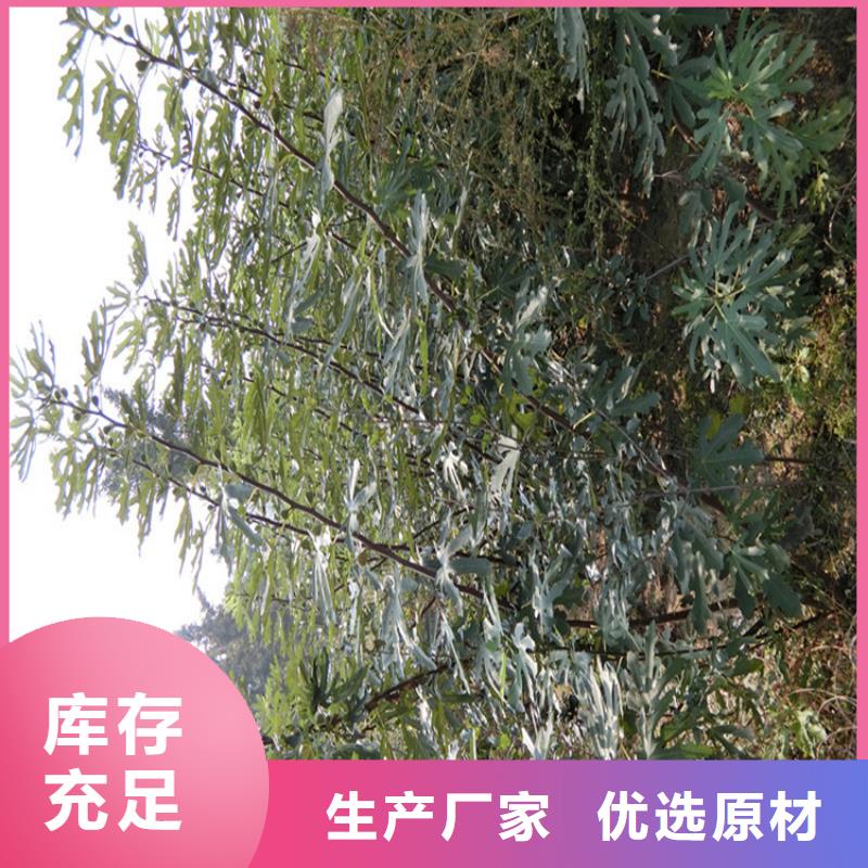 【无花果_蓝莓苗优选货源】注重细节