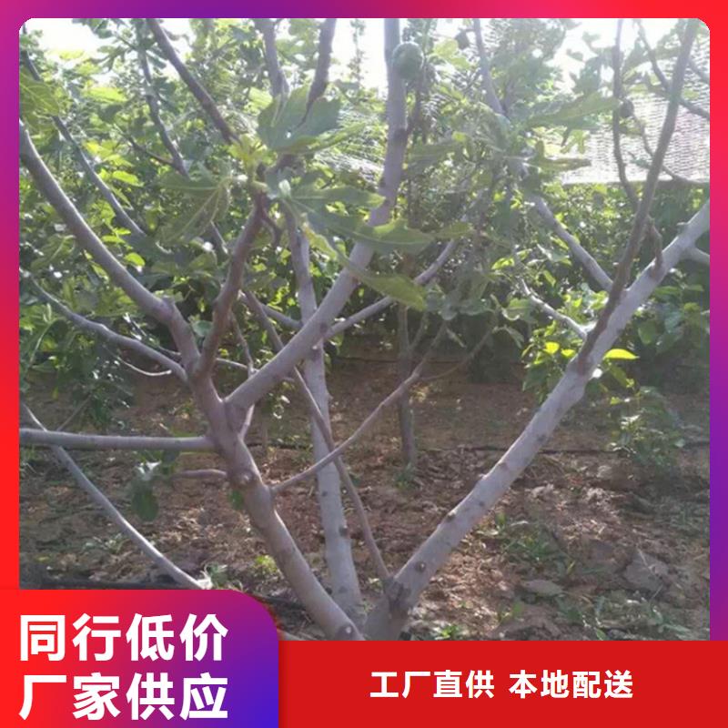 无花果桃树苗价格实惠本地经销商