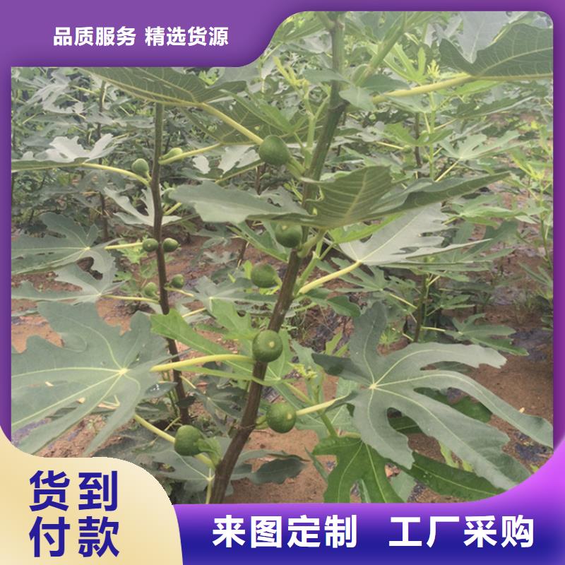 无花果无花果苗严选好货质量安心