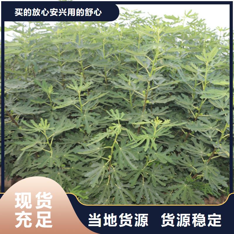 无花果_葡萄苗材质实在附近经销商