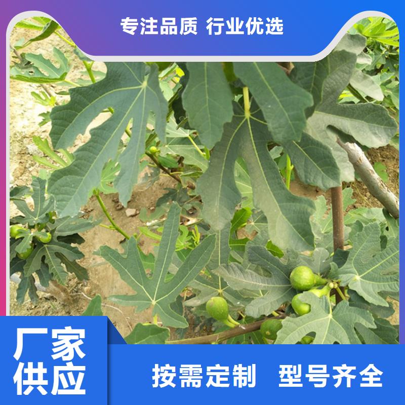 无花果苹果苗产地直供实时报价