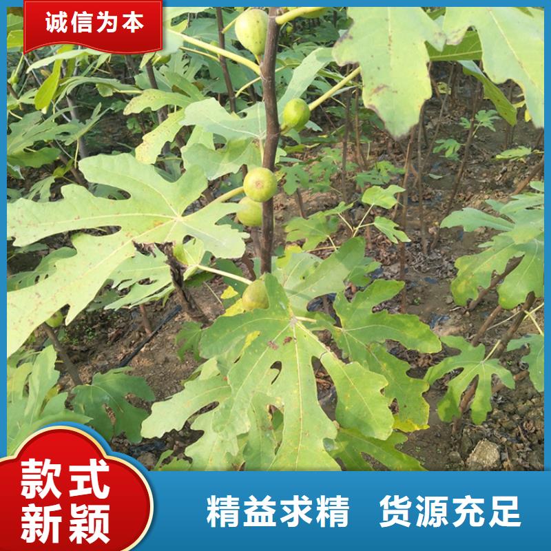 无花果苹果苗用途广泛附近制造商