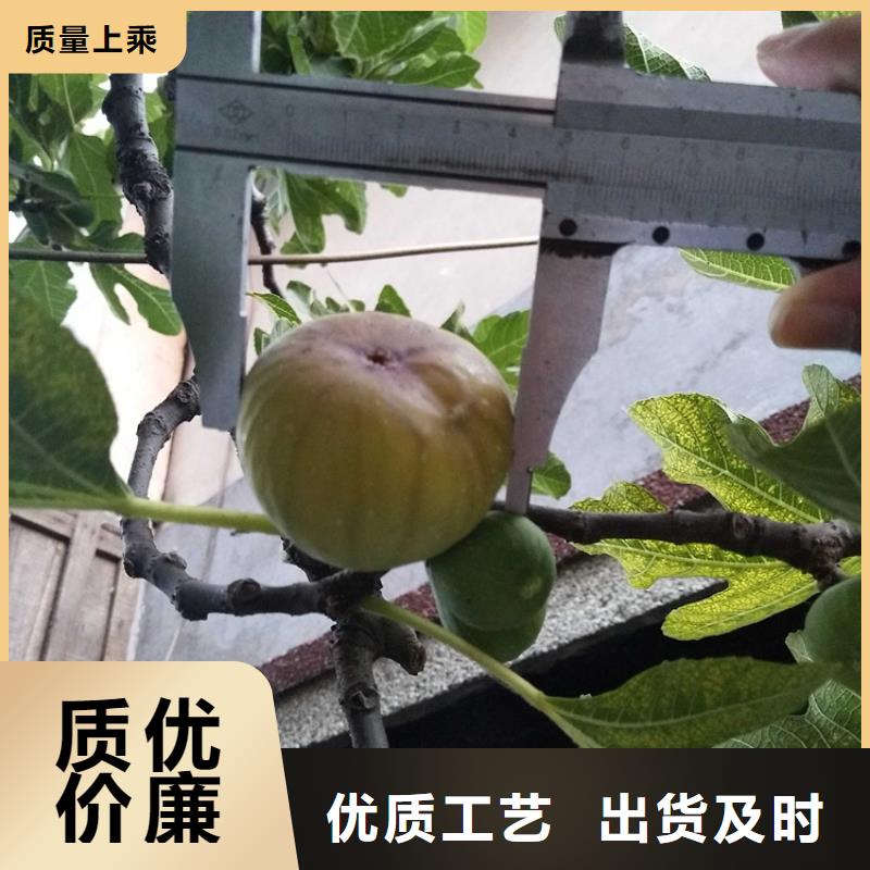 无花果【梨树苗】一周内发货当地服务商