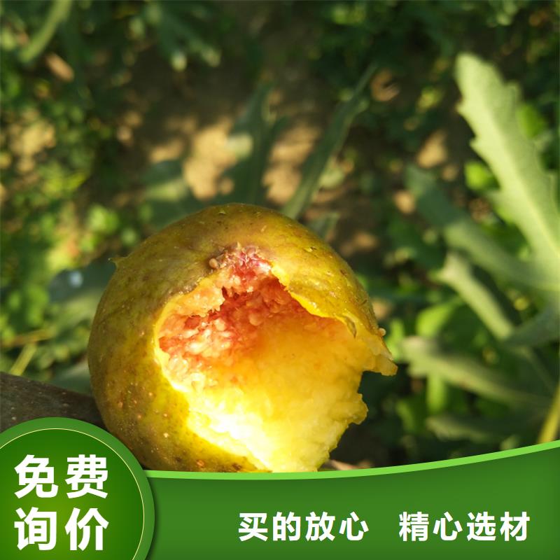 无花果西瓜苗定制批发附近品牌