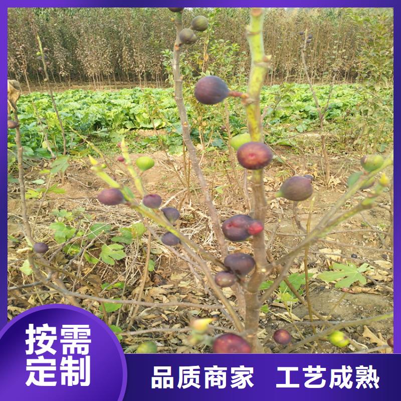 无花果苹果苗做工细致厂家实力大