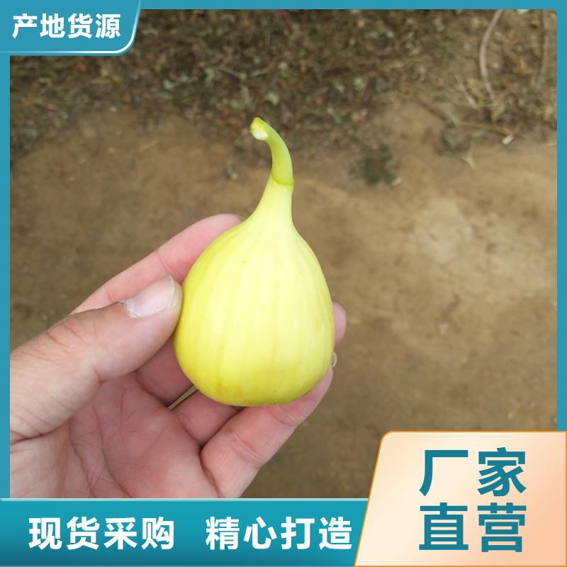 无花果梨树苗层层质检批发货源